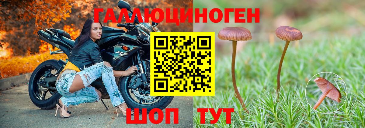Галлюциногенные грибы Psilocybe Азнакаево
